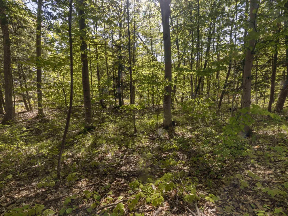 Poplar Avenue Lake Township, MI 49640