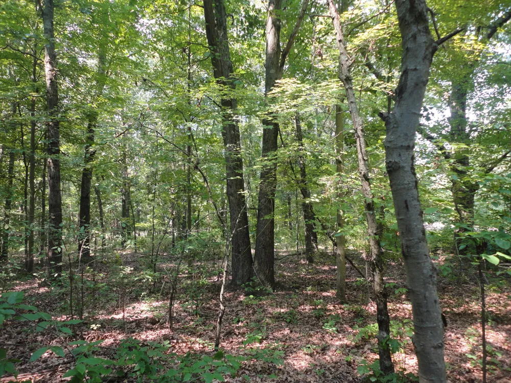 CR 215 AVENUE Grand Junction, MI 49056