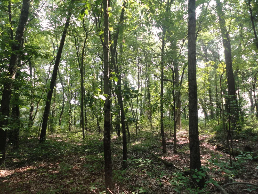 CR 215 AVENUE Grand Junction, MI 49056