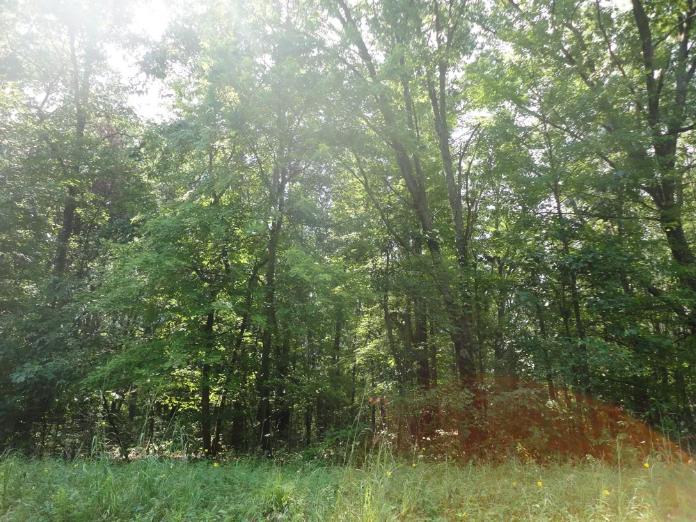 CR 215 AVENUE Grand Junction, MI 49056