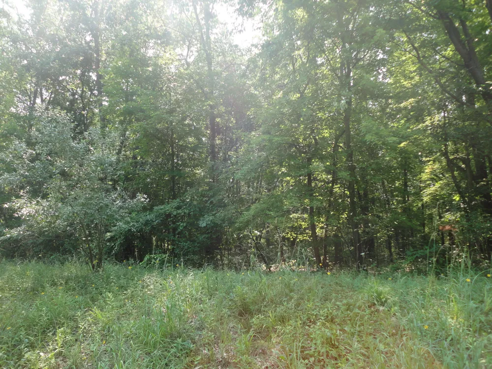 CR 215 AVENUE Grand Junction, MI 49056