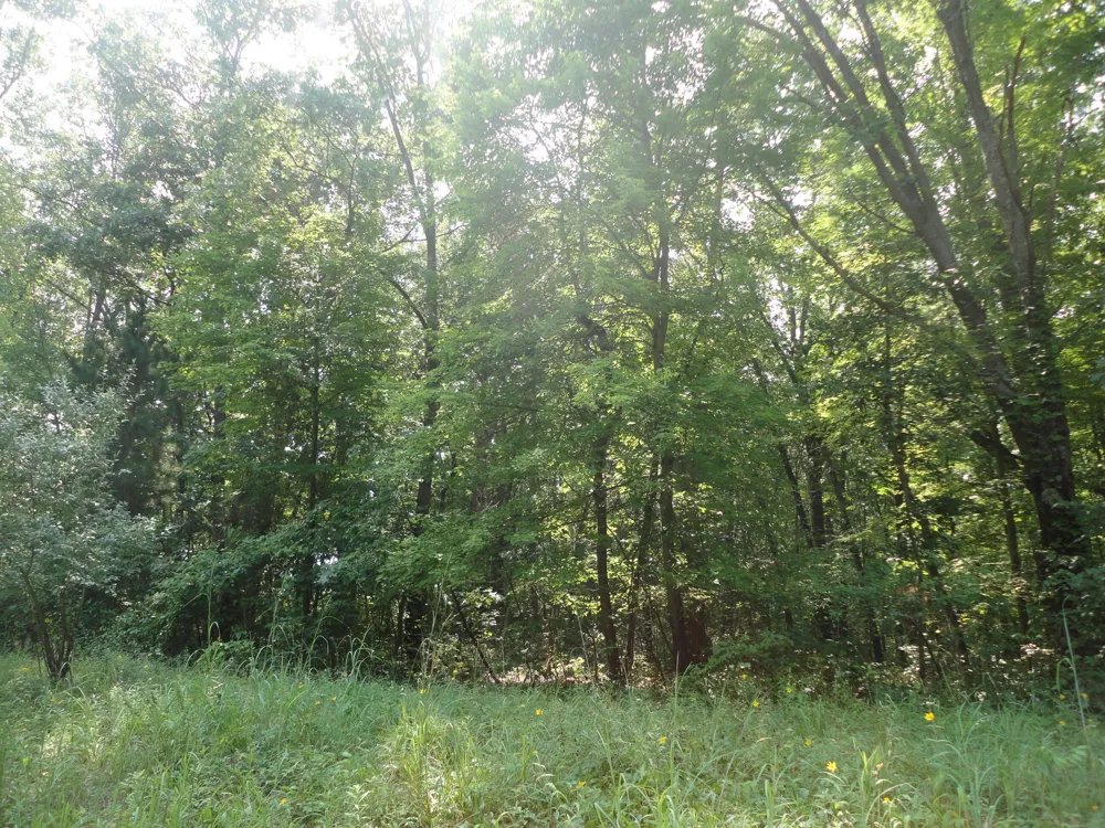CR 215 AVENUE Grand Junction, MI 49056