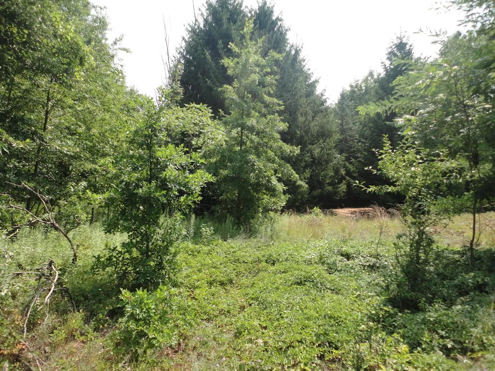 CR 215 AVENUE Grand Junction, MI 49056