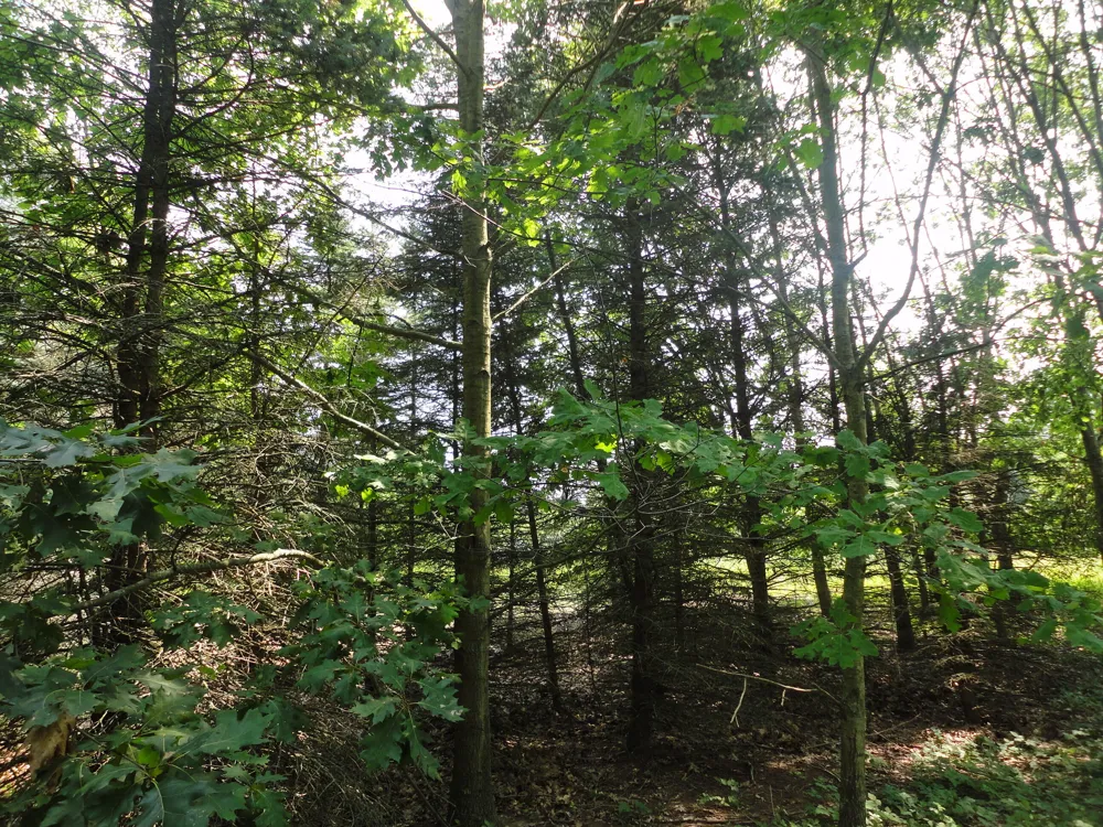 CR 215 AVENUE Grand Junction, MI 49056