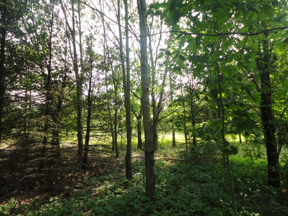 CR 215 AVENUE Grand Junction, MI 49056