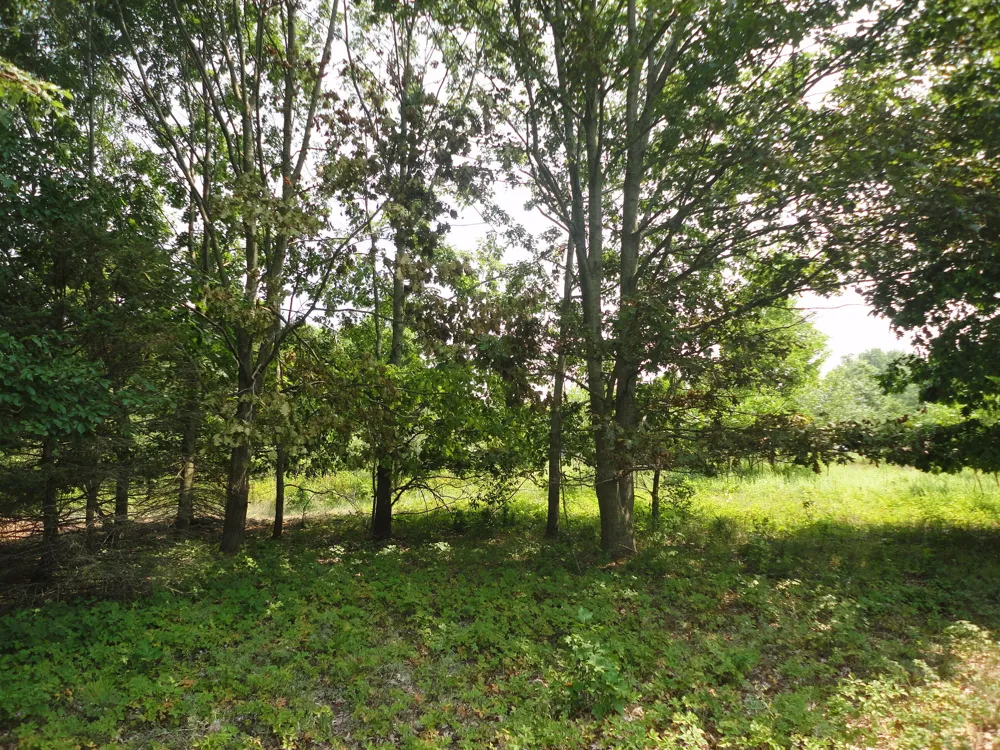 CR 215 AVENUE Grand Junction, MI 49056