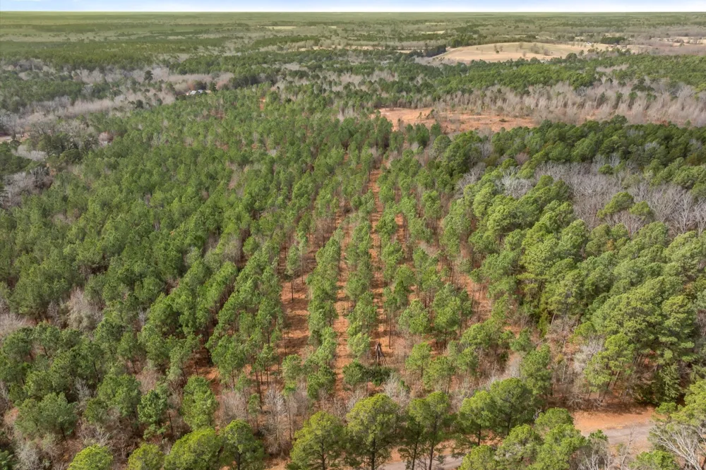 Fm-144 Daingerfield, TX 75638