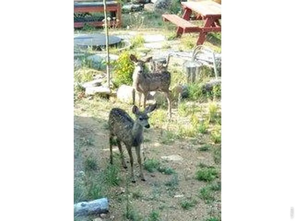 534 Blackfoot Road Red Feather Lakes, CO 80545