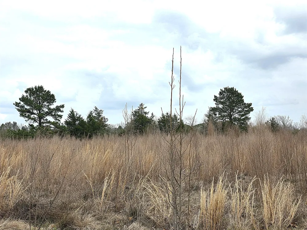 3049 Hwy 507 Coushatta, LA 71019