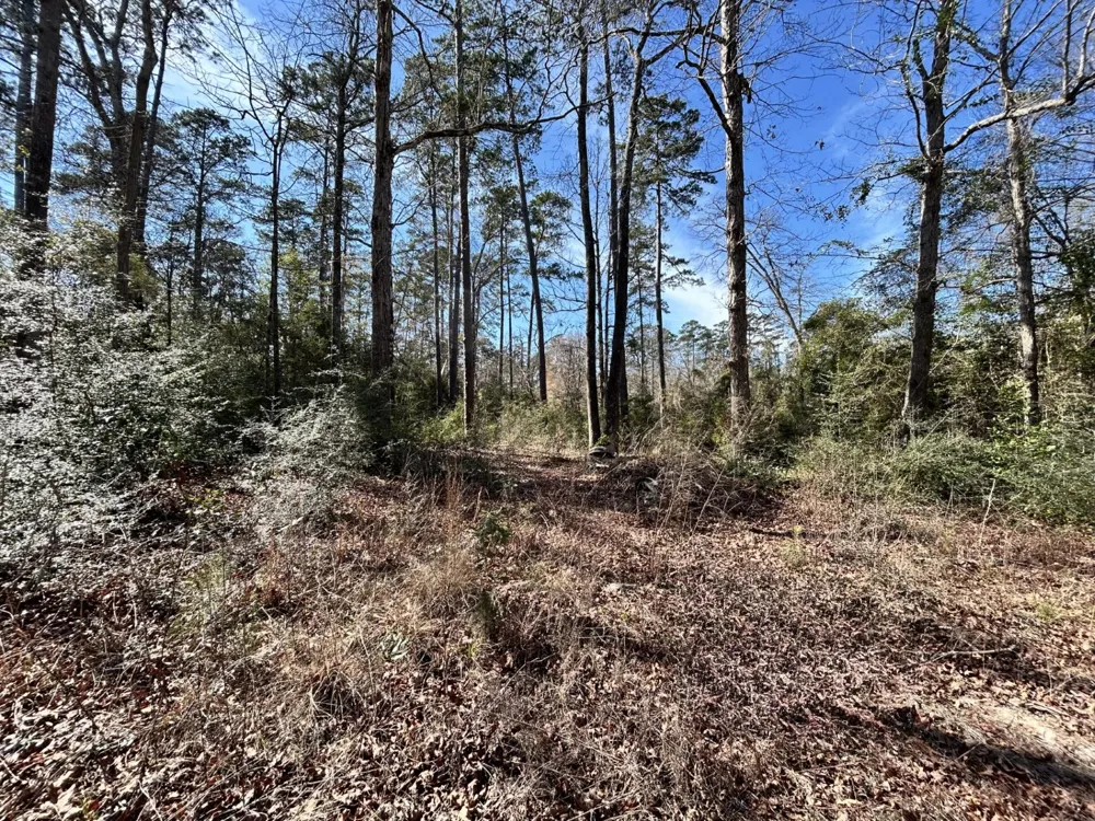 Friar Tuck Drive Woodville, TX 75979