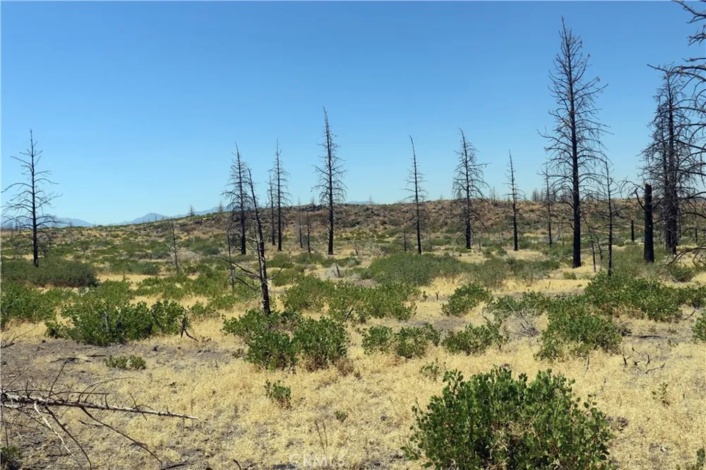 Juniper Valley Weed, CA 96094
