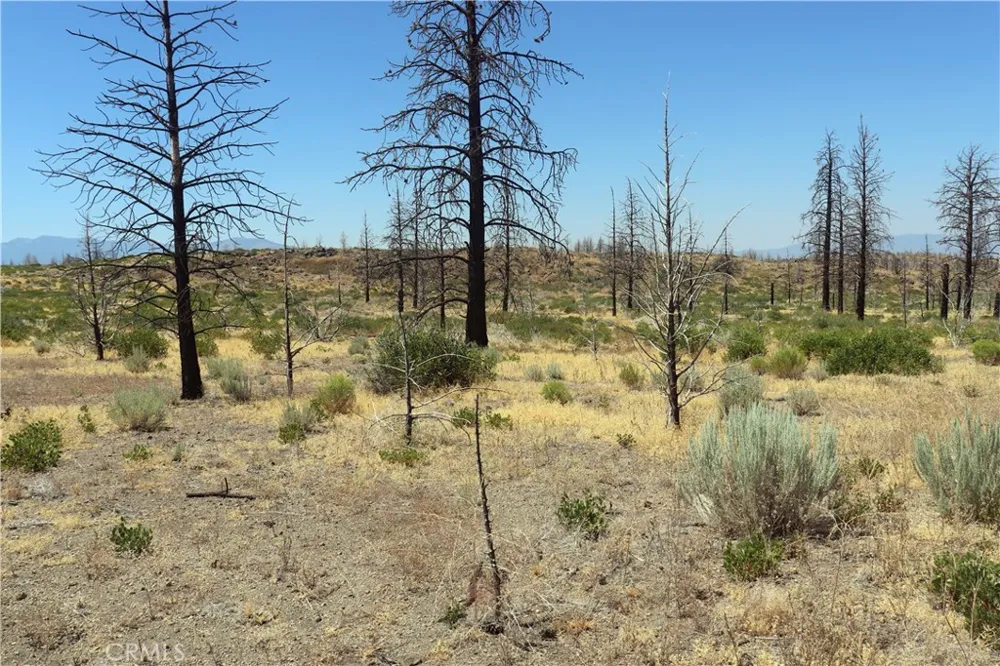 Juniper Valley Weed, CA 96094