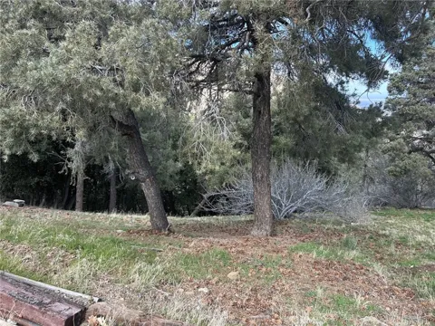Orchard