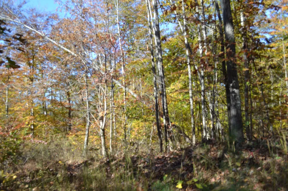 0 Whitson Hollow Rd Red Boiling Springs, TN 37150