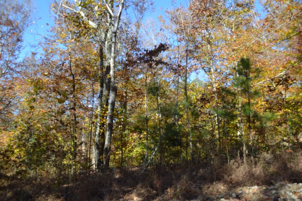 0 Whitson Hollow Rd Red Boiling Springs, TN 37150