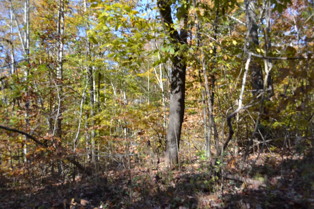 0 Whitson Hollow Rd Red Boiling Springs, TN 37150