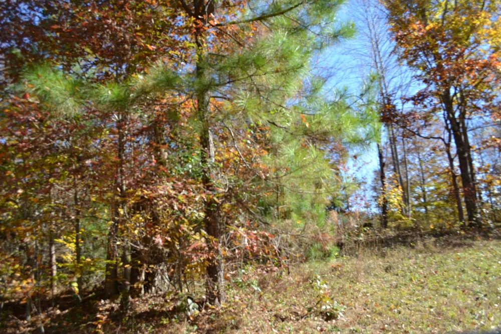 0 Whitson Hollow Rd Red Boiling Springs, TN 37150