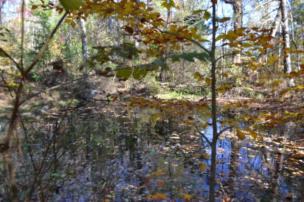 0 Whitson Hollow Rd Red Boiling Springs, TN 37150