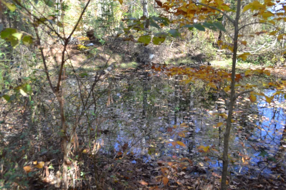 0 Whitson Hollow Rd Red Boiling Springs, TN 37150