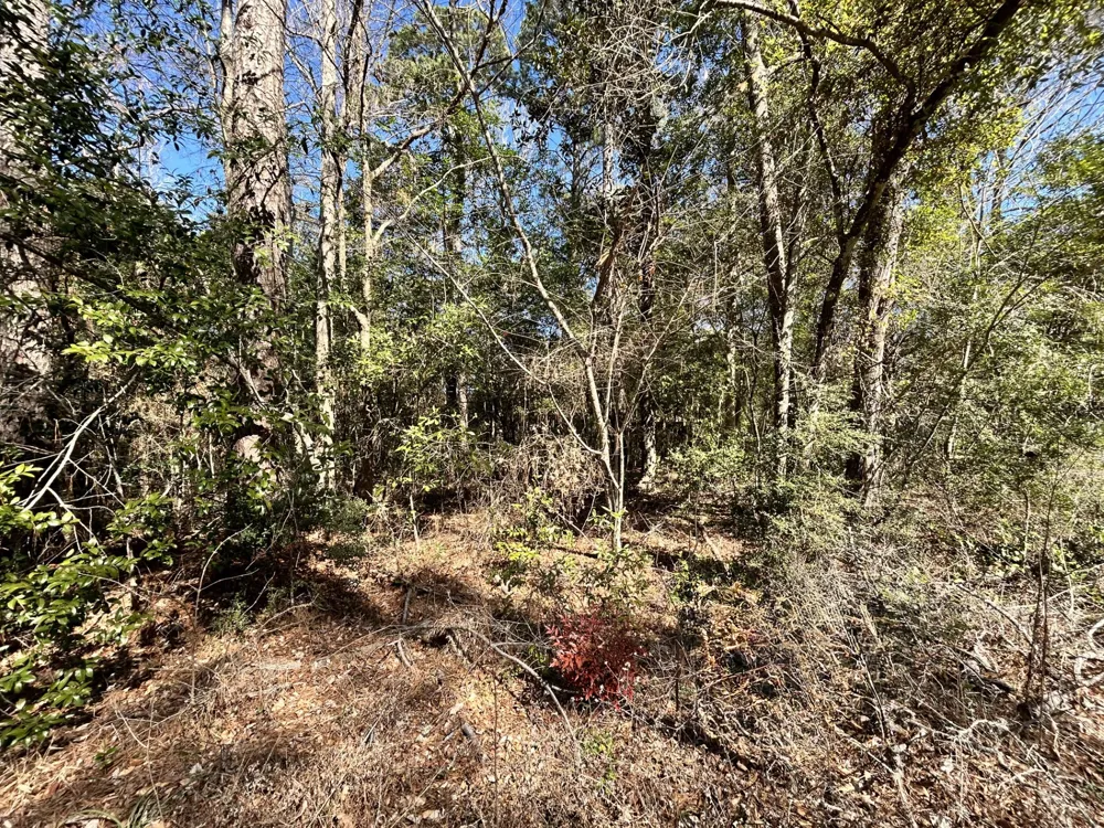 Buckingham Drive Woodville, TX 75979