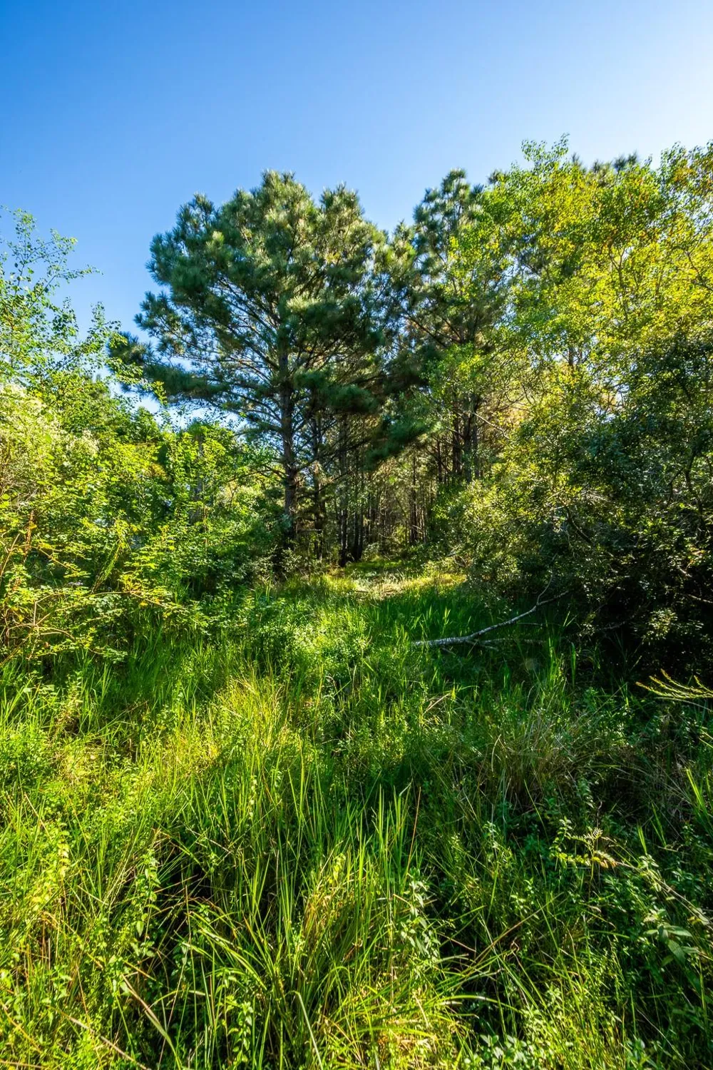 S Main Anahuac, TX 77514