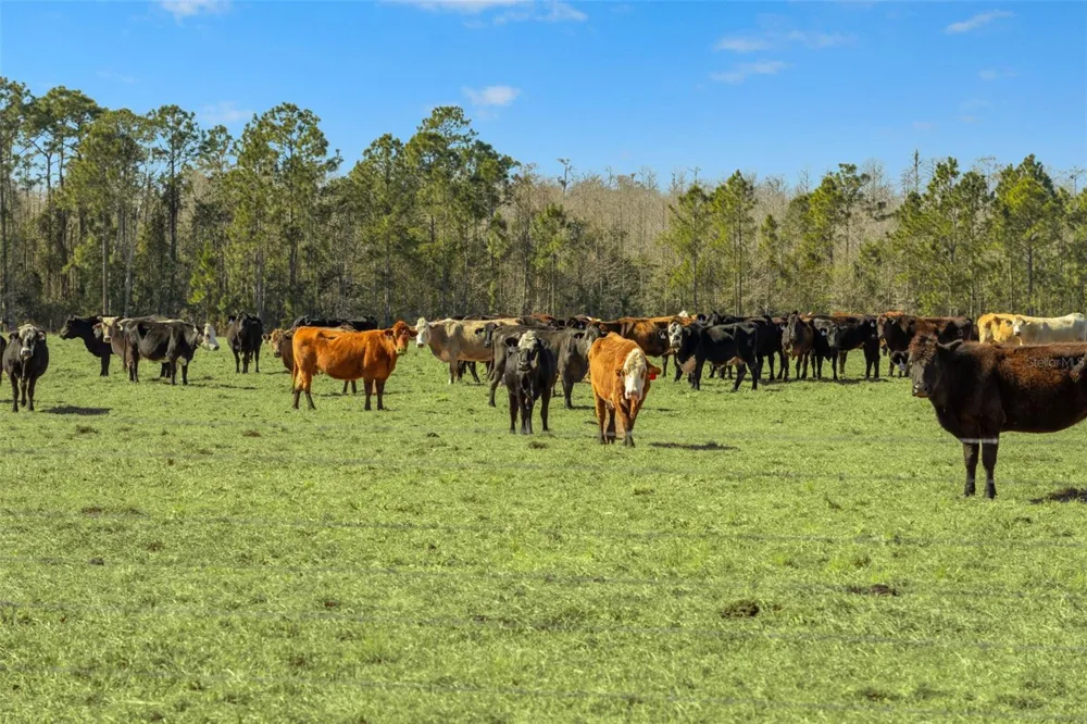 LAKE ERIE ROAD Groveland, FL 34736