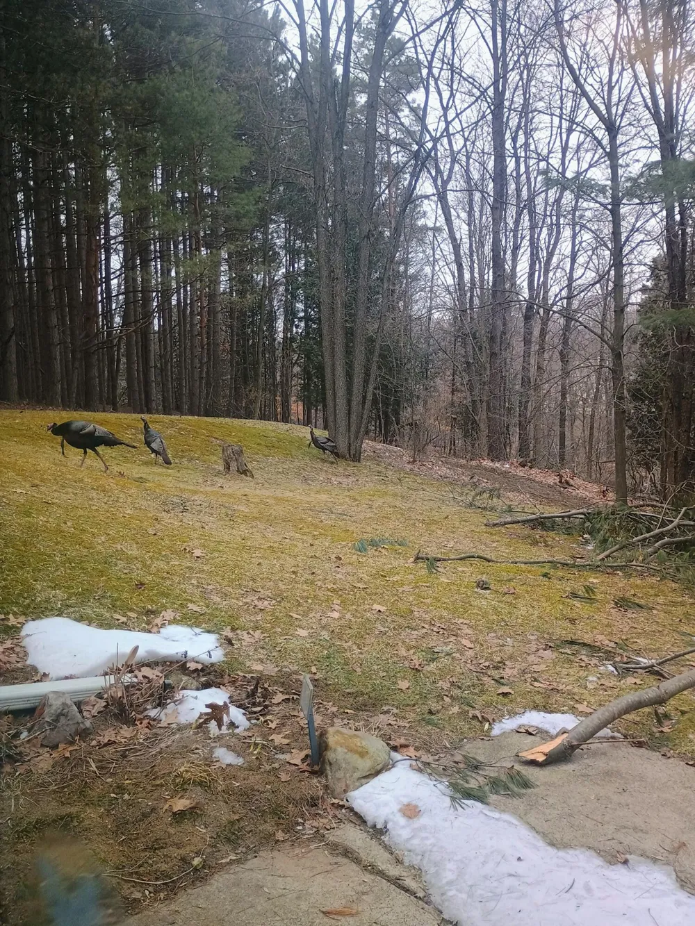 167 Mill Road Millbrook Township, MI 49310