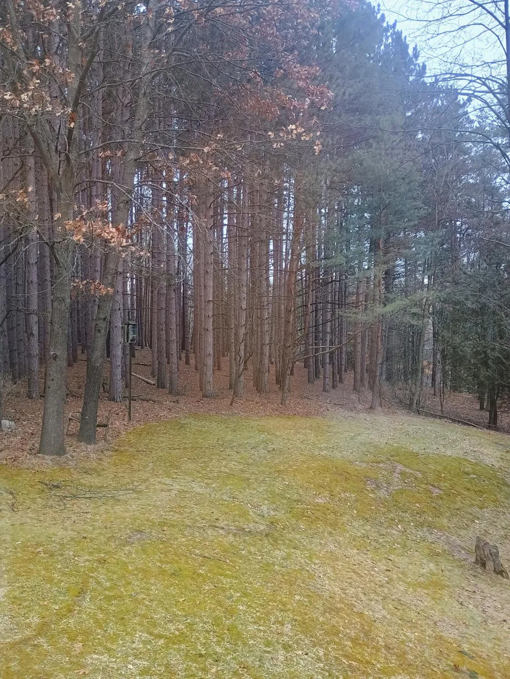 167 Mill Road Millbrook Township, MI 49310