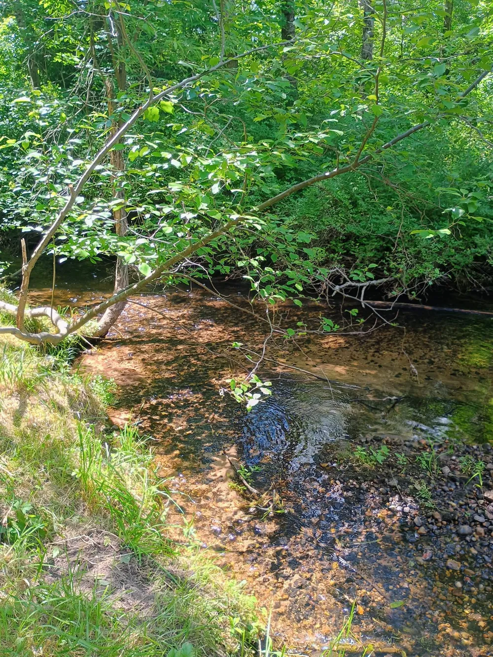167 Mill Road Millbrook Township, MI 49310