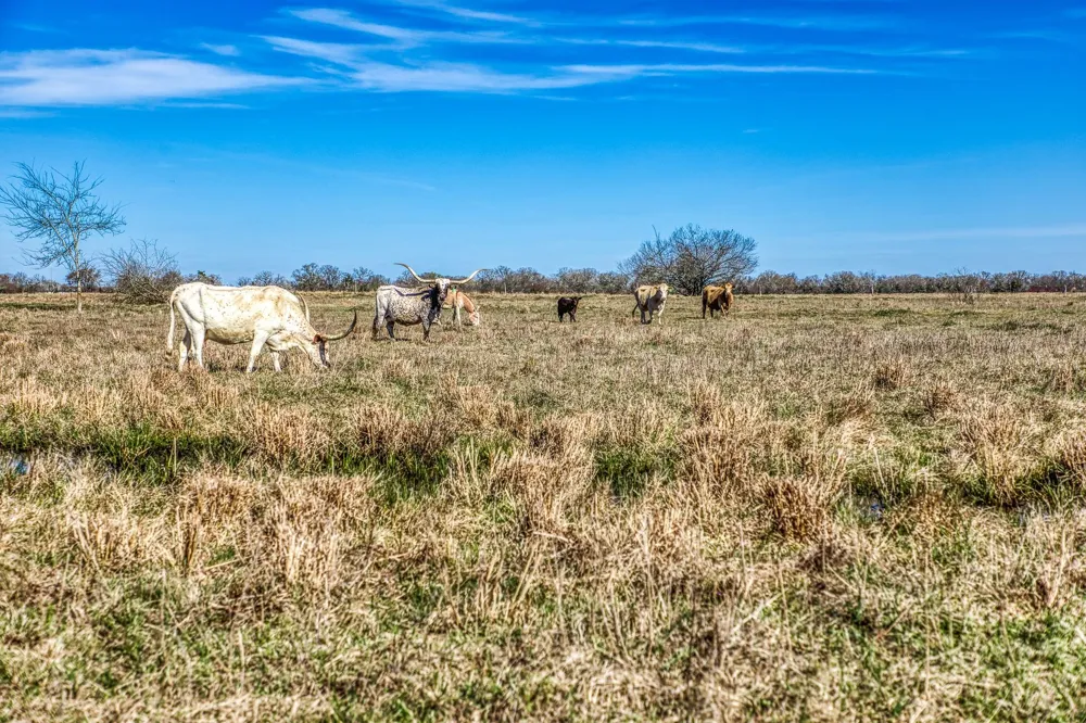 9044 Fm 1428 Midway, TX 75852