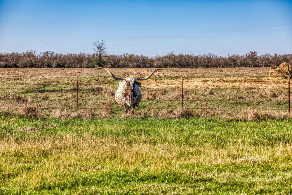 9044 Fm 1428 Midway, TX 75852