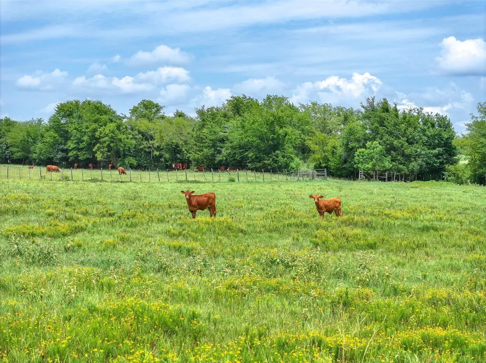 CR 3415 Jacksonville, TX 75766