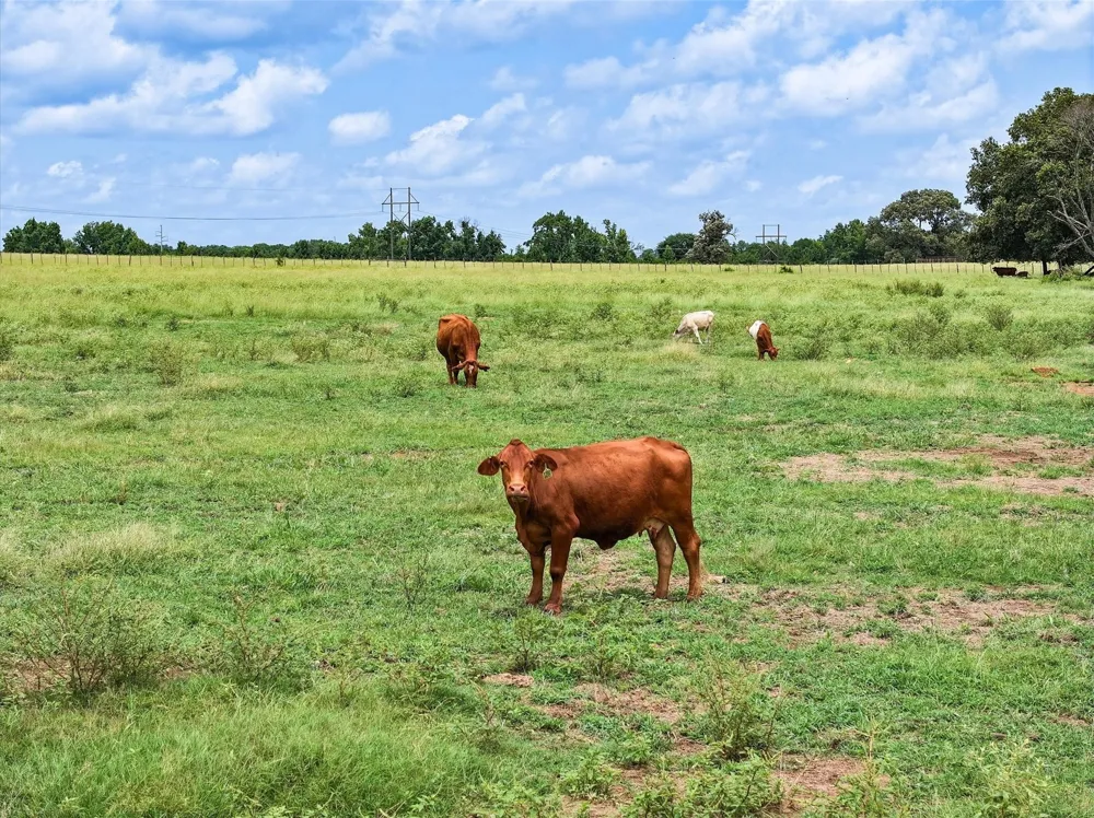 FM 855 Jacksonville, TX 75766