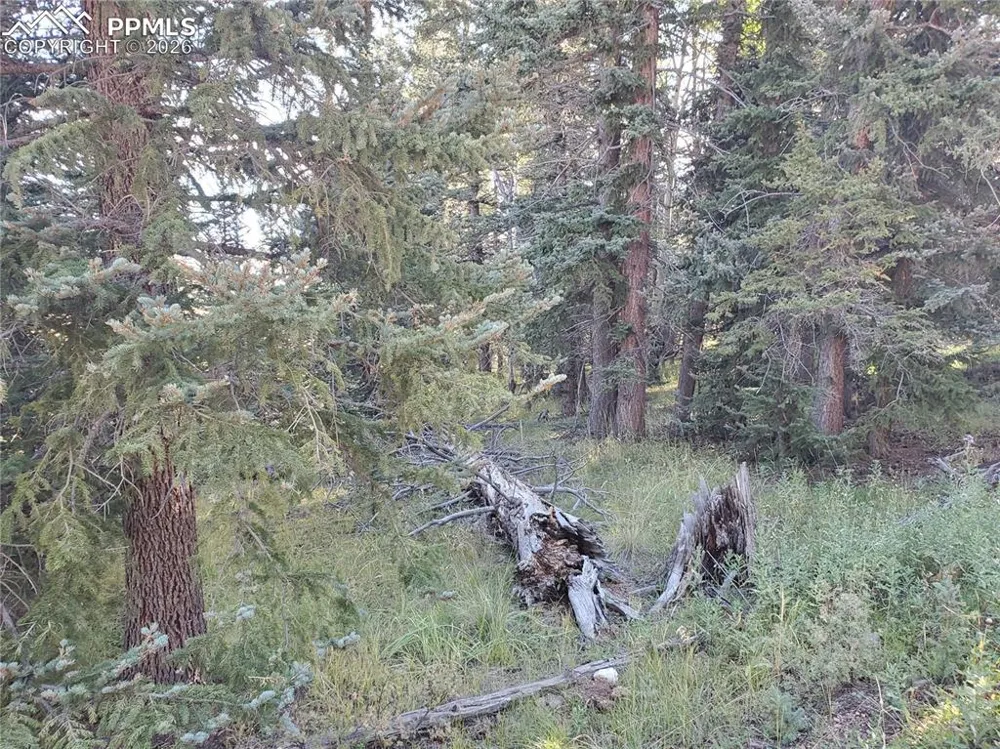 309 Pinaceae Heights Divide, CO 80814