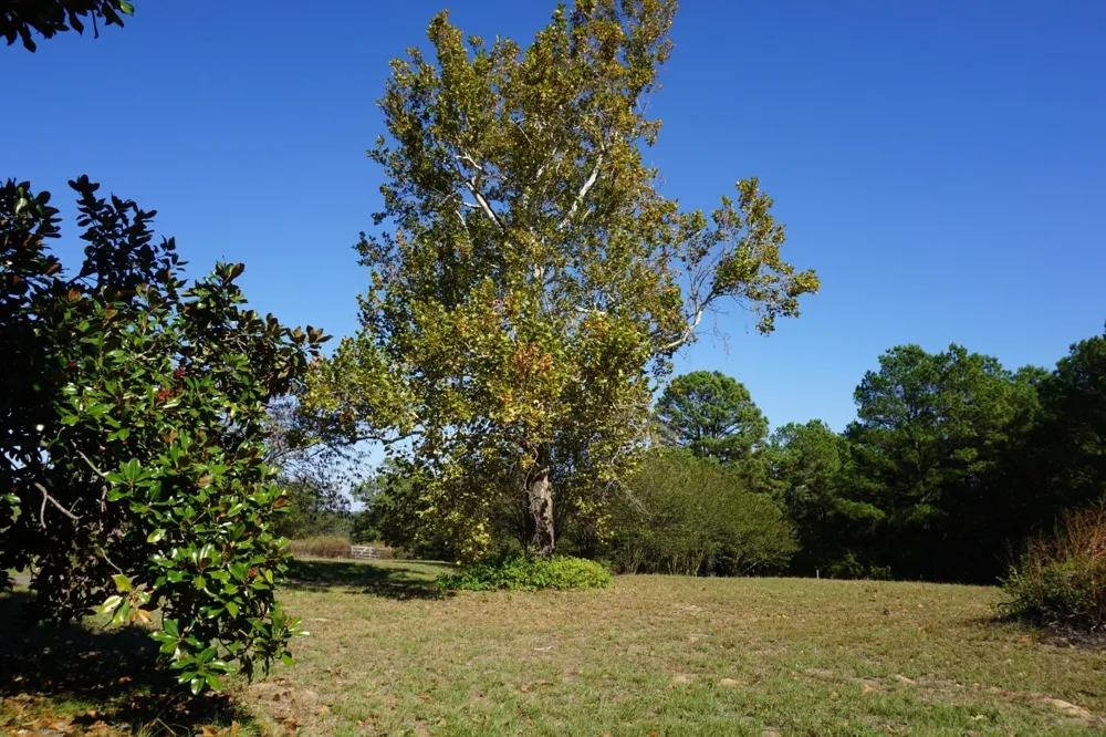 Plainview Road Naples, TX 75571