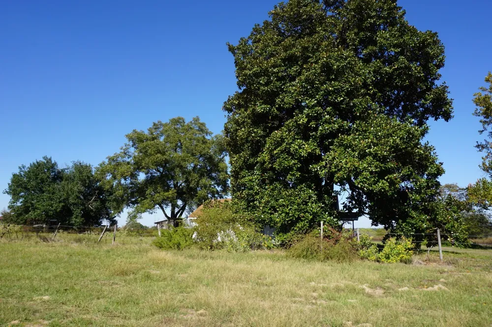 Plainview Road Naples, TX 75571