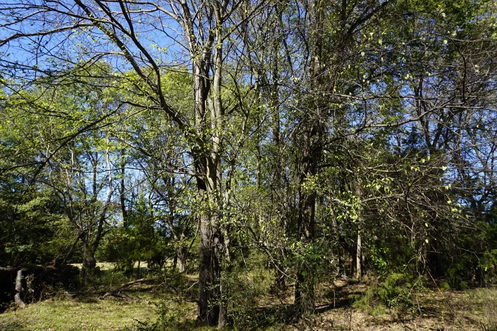 Plainview Road Naples, TX 75571