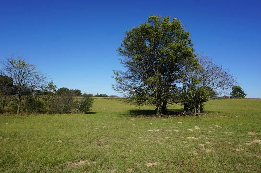 Plainview Road Naples, TX 75571