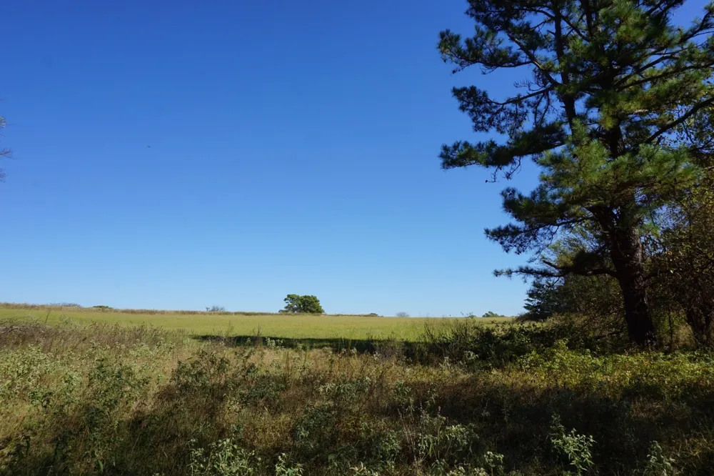 Plainview Road Naples, TX 75571