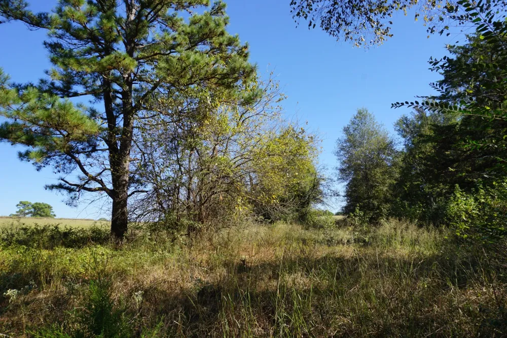 Plainview Road Naples, TX 75571