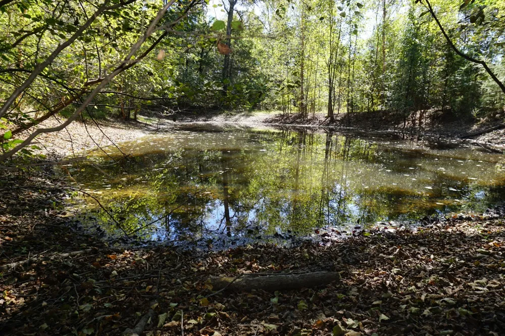 Plainview Road Naples, TX 75571