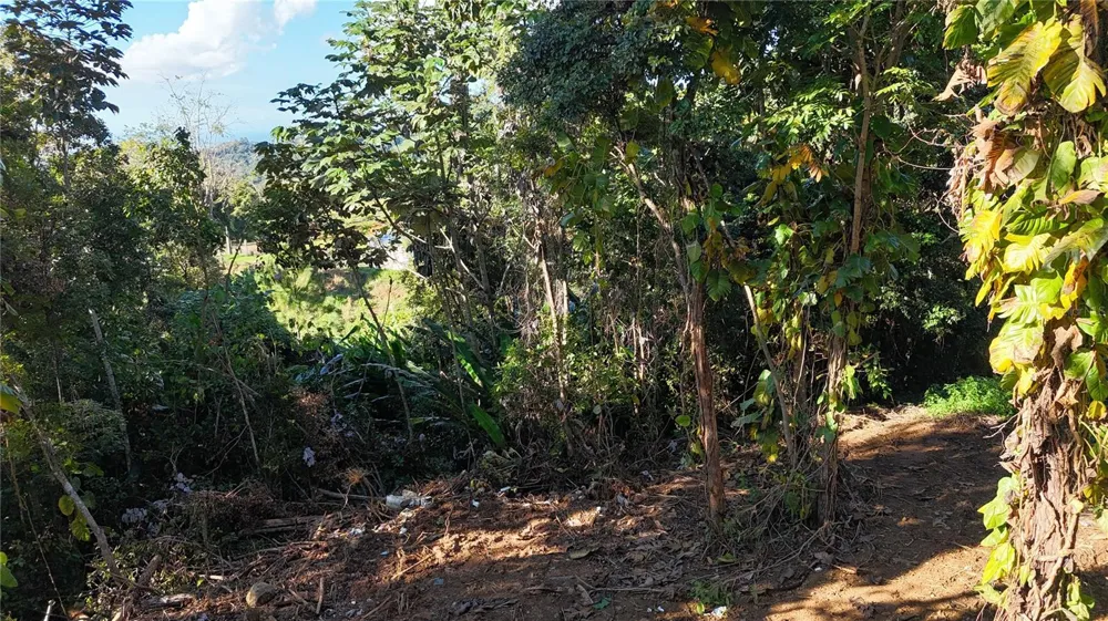 186 CAMINO LOS REYES Canovanas, PR 00729