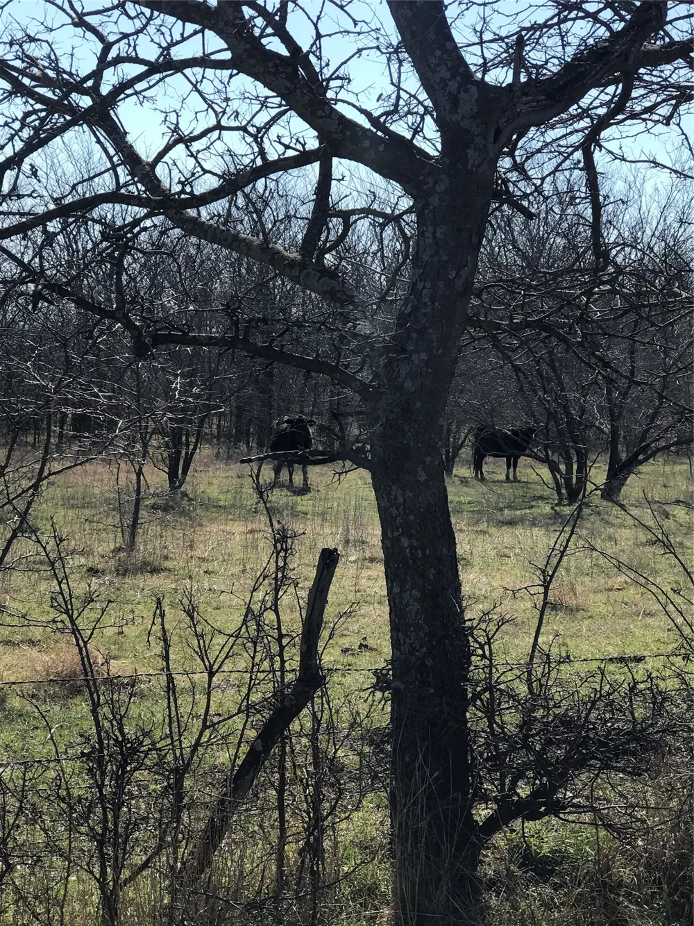Winn Road Collinsville, TX 76233