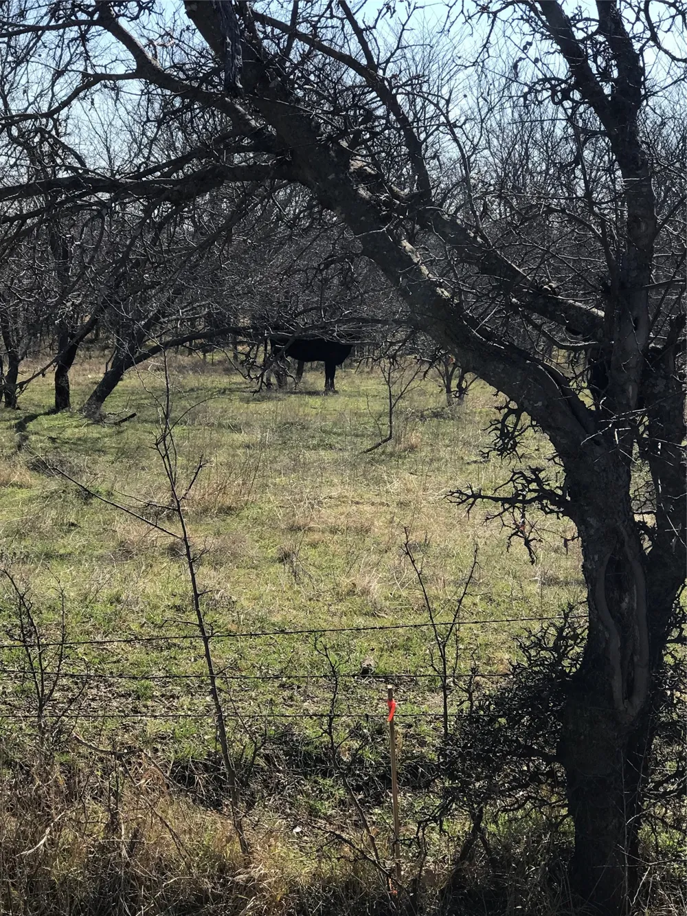 Winn Road Collinsville, TX 76233