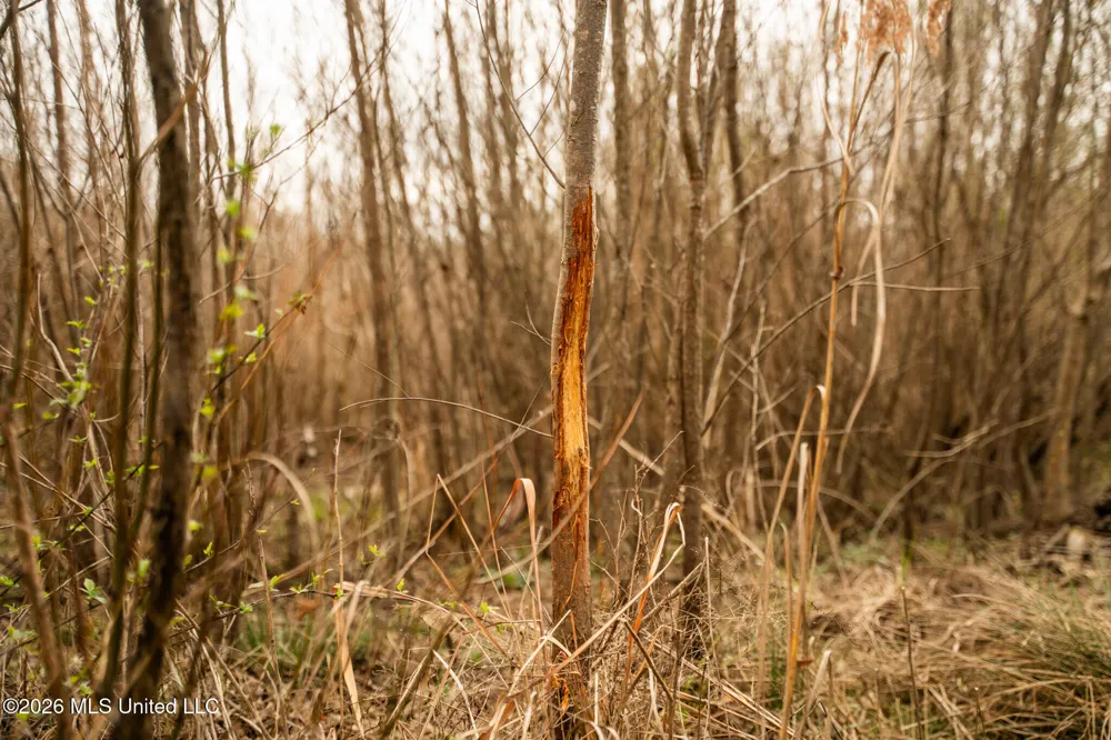 County Road 8 Laurel, MS 39443