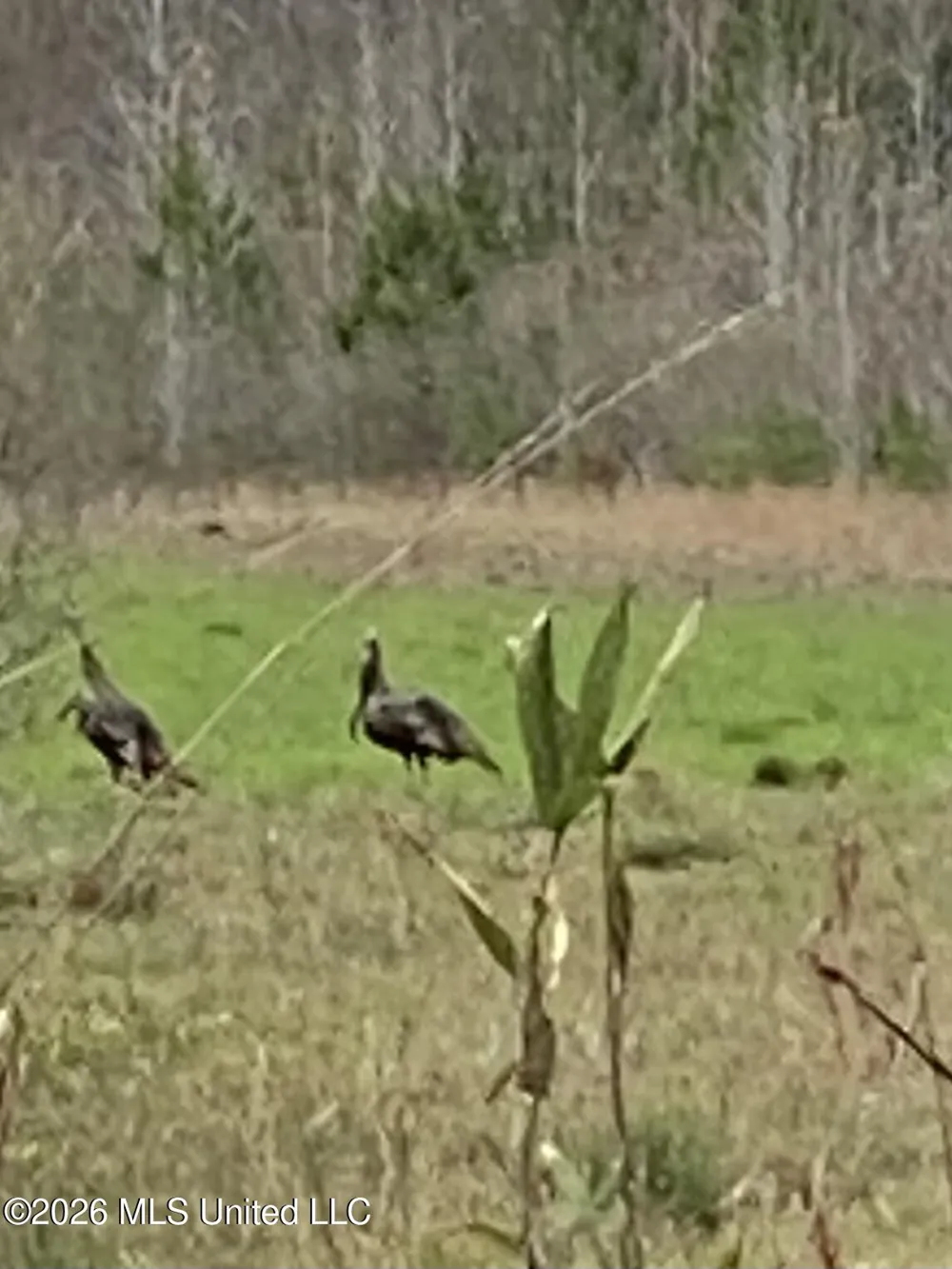County Road 8 Laurel, MS 39443