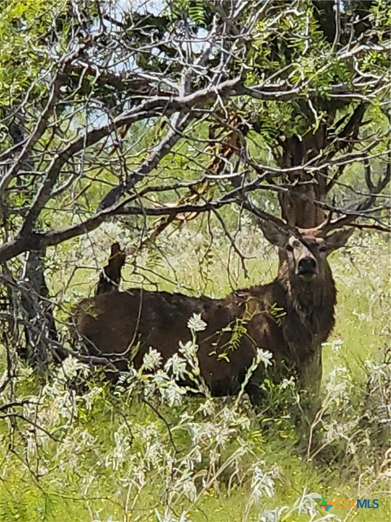 1988 CR 116 Rogers, TX 76569