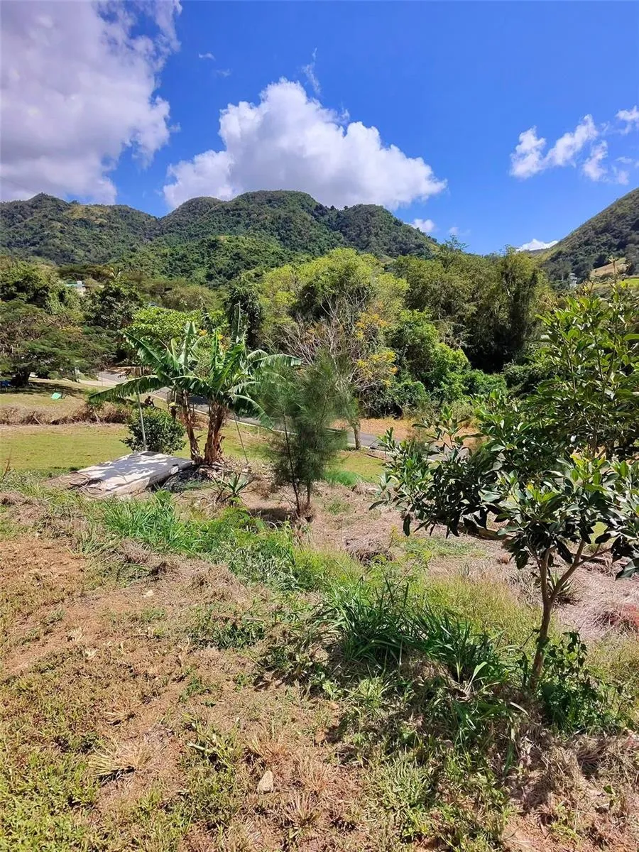 717 CARR. 717, 4.2 INT, LOT 5 Aibonito, PR 00705