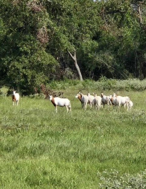 Horseshoe Lake Ranch Marquez, TX 77865