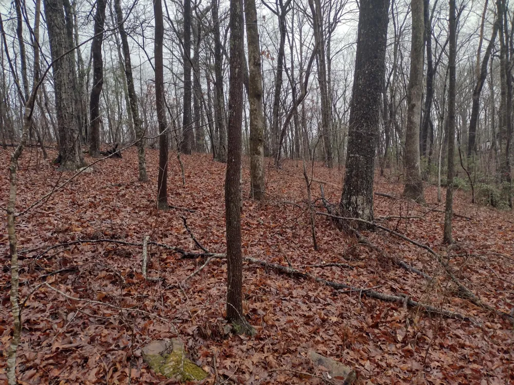 White Oak Circle Spring City, TN 37381